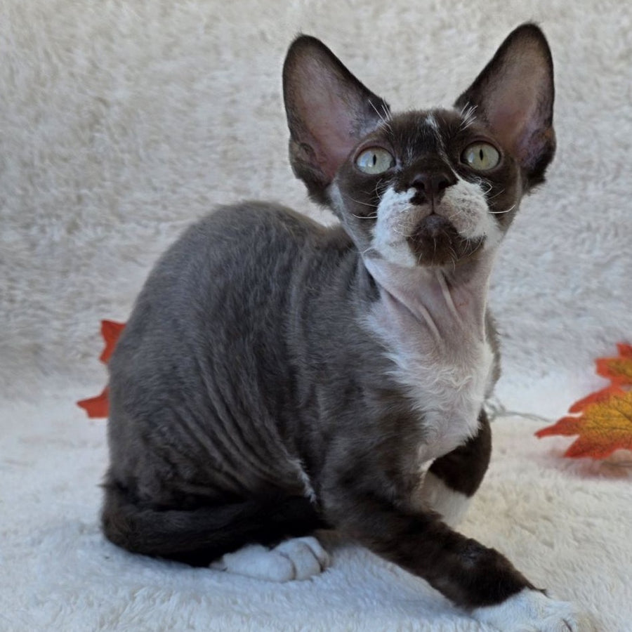 Eclair Devon Rex male, chocolate bicolour