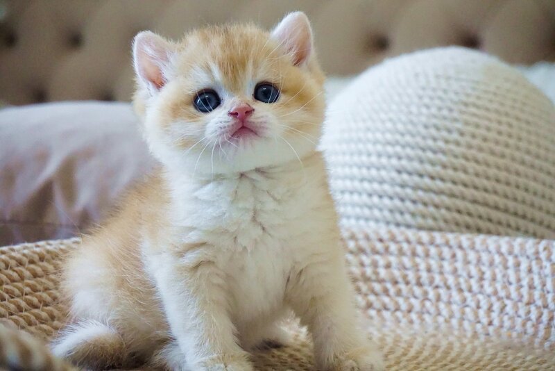 Den British Shorthair male, black golden chinchilla