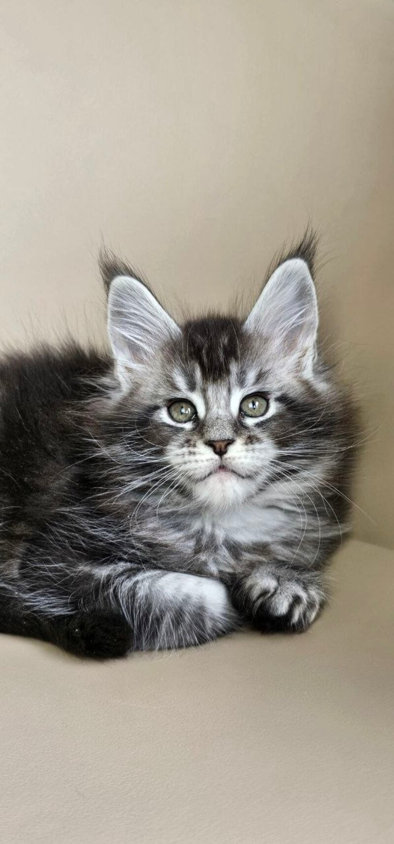 Edward Maine Coon male, black silver ticked tabby