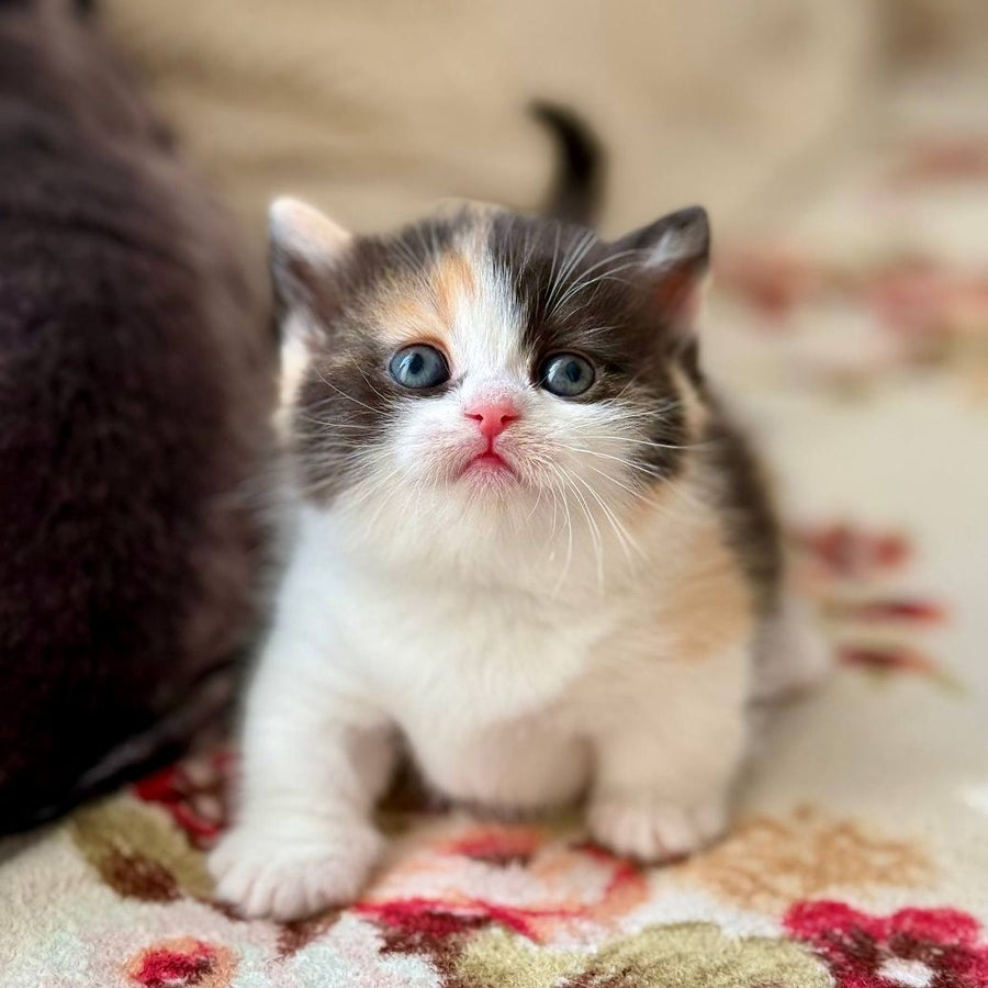 Bibi Munchkin female, black tortie bicolour