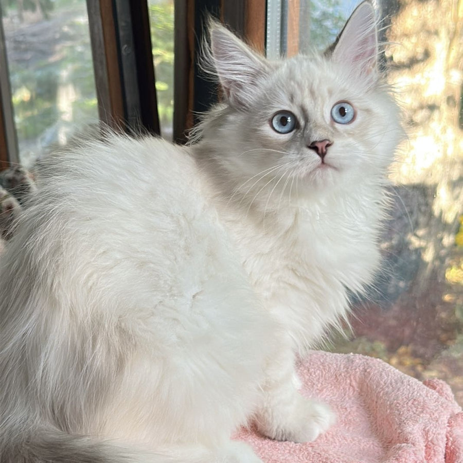 Walentine Siberian male, blue tabby pointed with white