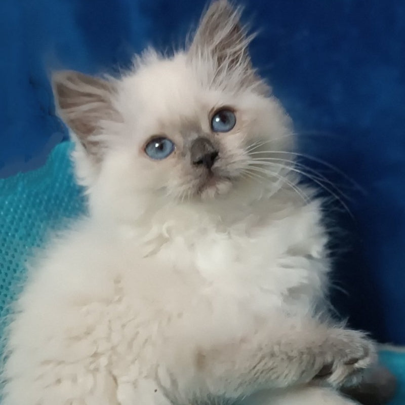 Dona Siberian female, blue pointed