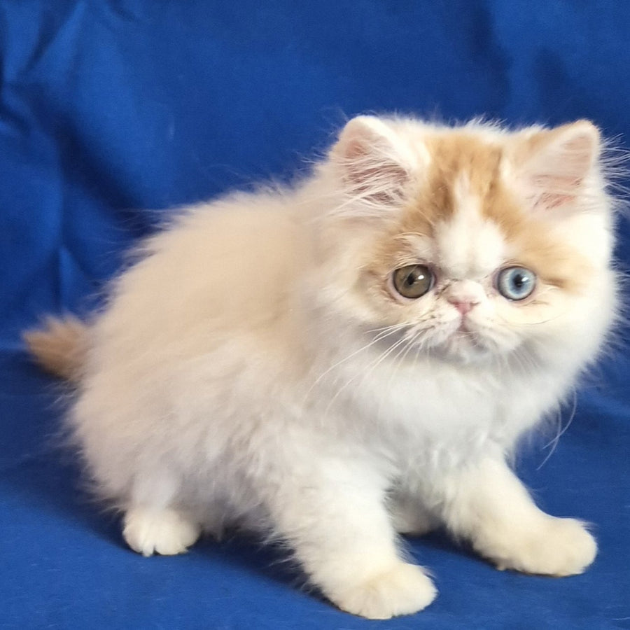 Zelda Persian female, red spotted tabby van