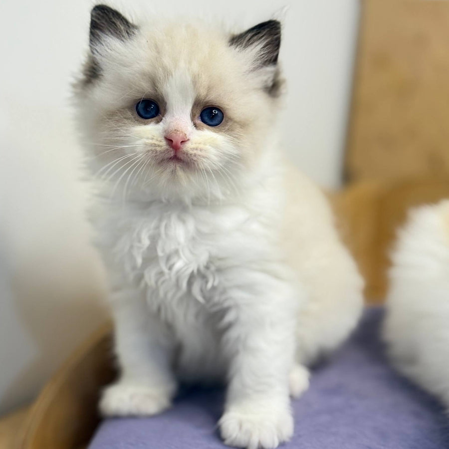 Ronald Ragdoll male, black bicolour