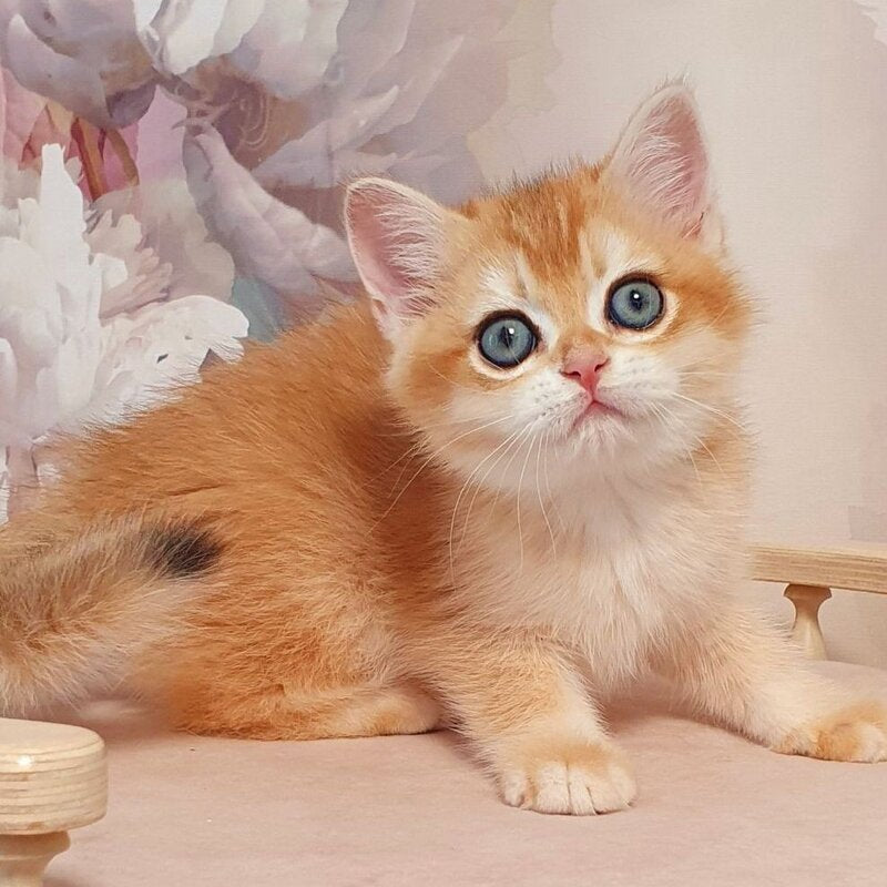 Wasilisa British Shorthair female, black golden chinchilla