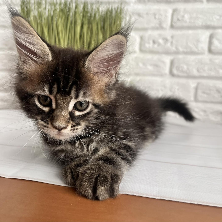 Jade Maine Coon female, black tabby