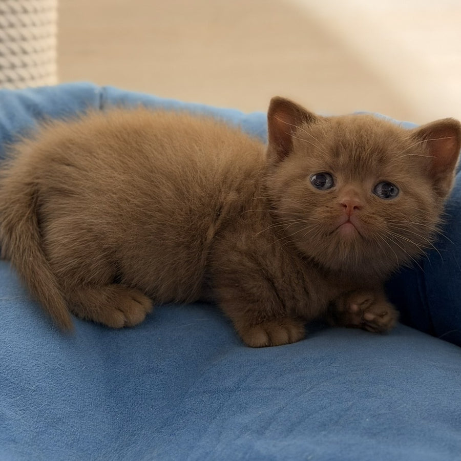 Shimal British Shorthair female, cinnamon