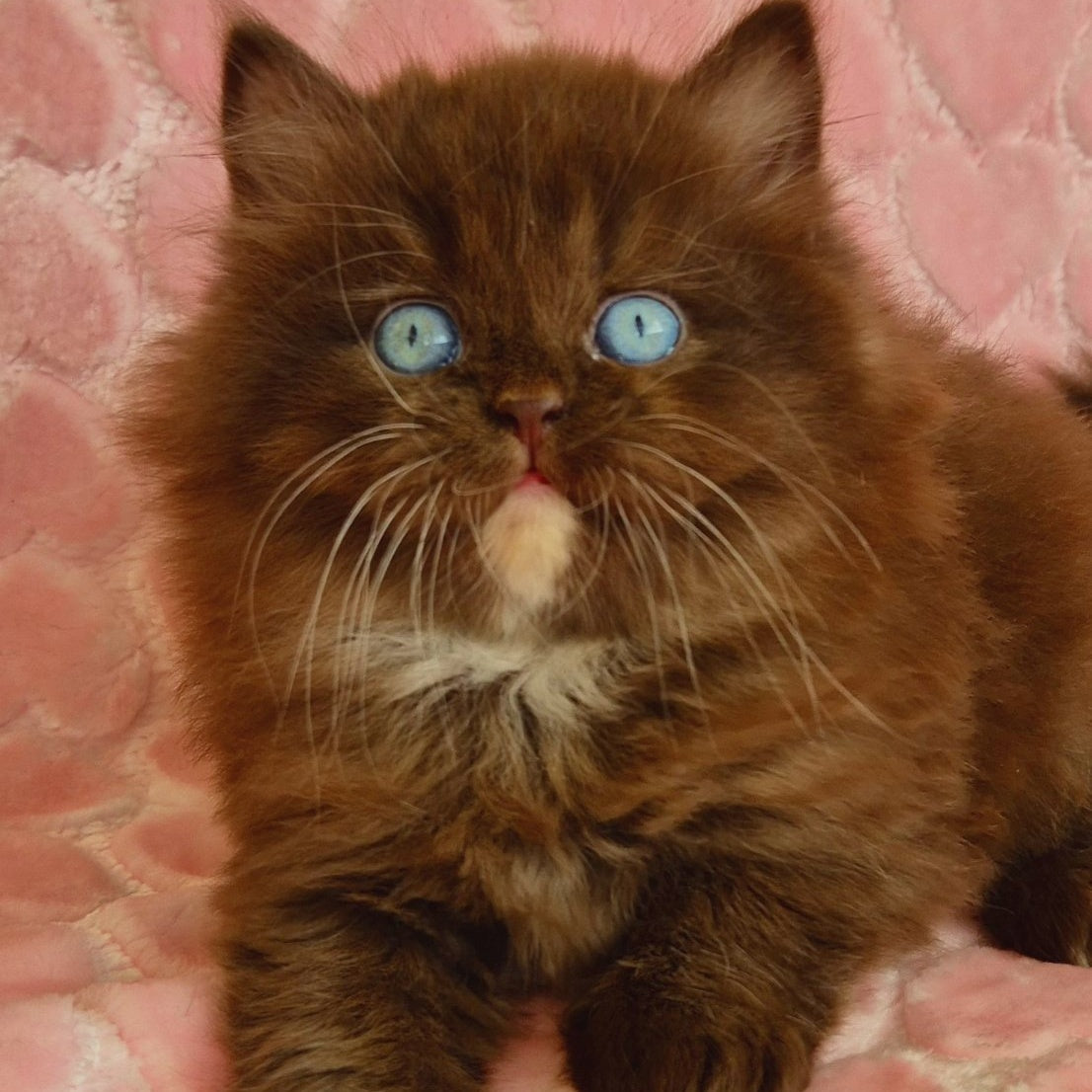 Izolda British Longhair female, chocolate with white