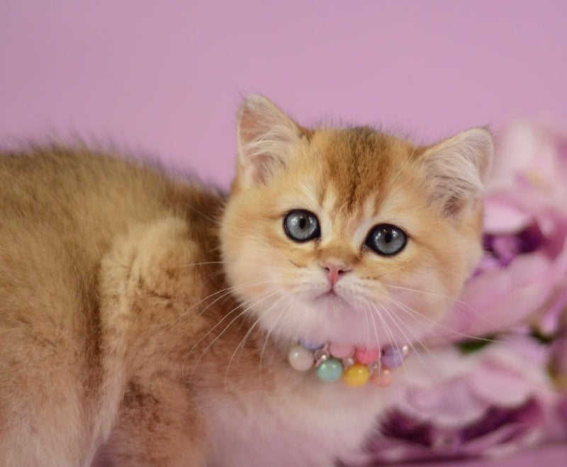 Vesta British Shorthair female black golden shaded - live animals