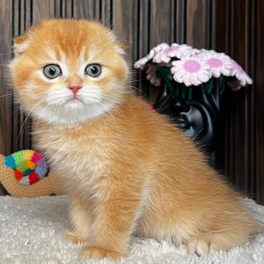 Nala Scottish Fold female, black golden chinchilla