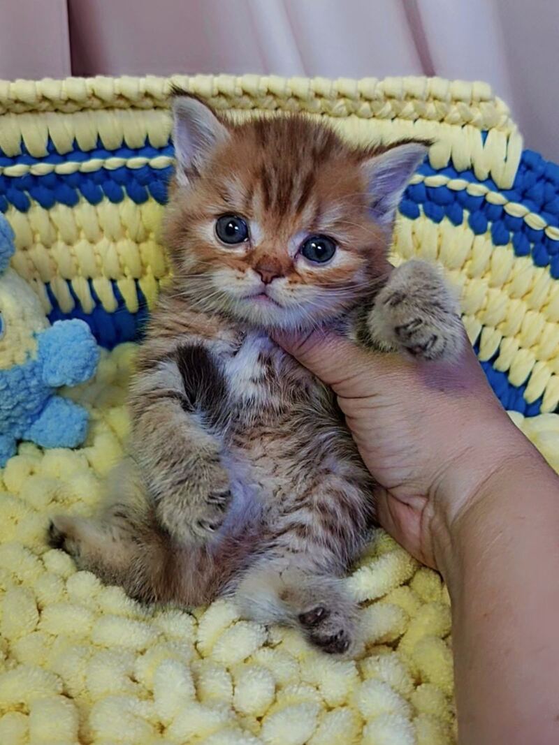 P-J Scottish Straight male, chocolate golden spotted tabby