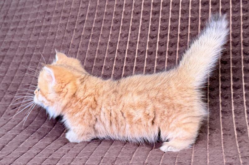 Milo Munchkin male, black golden spotted tabby