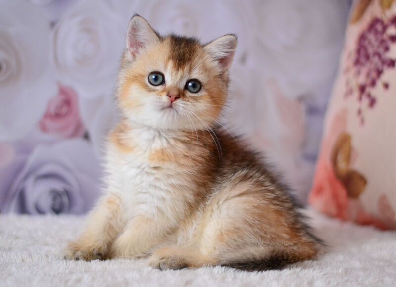 Filip British Shorthair male, black golden ticked tabby