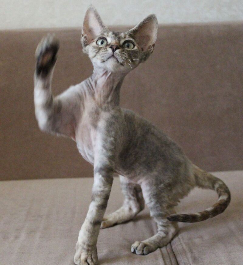 Sheril Devon Rex female, blue tortie tabby