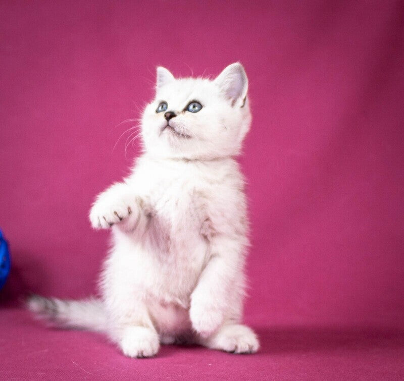 Cameron Scottish Straight male black silver shaded - live animals