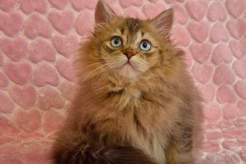 Felix British Longhair male, chocolate golden ticked tabby with white