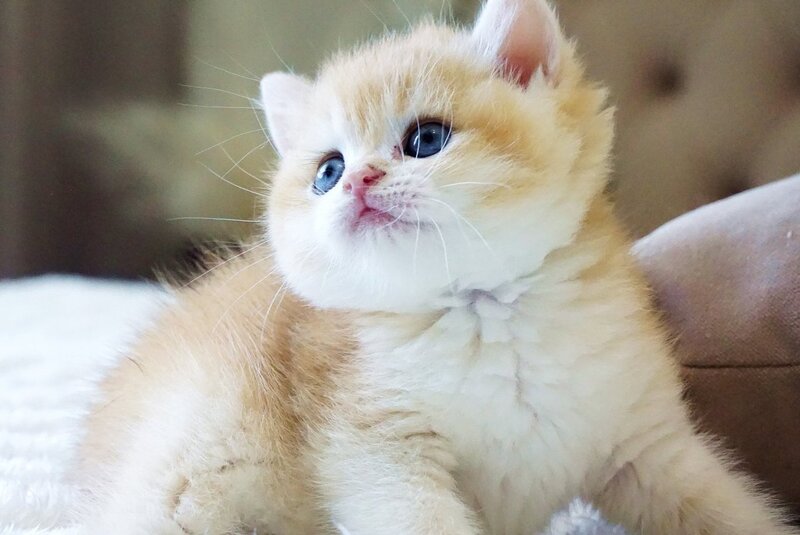 Den British Shorthair male, black golden chinchilla