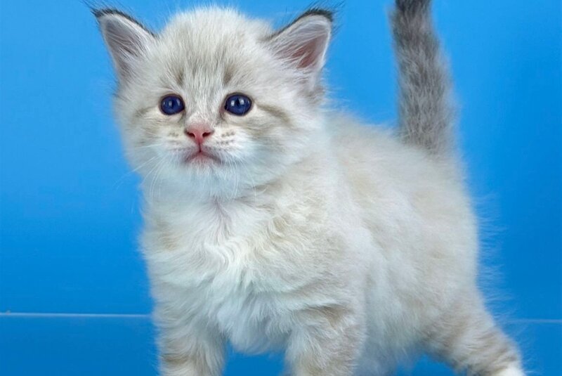 Winston Siberian male seal tabby pointed with white - live animals