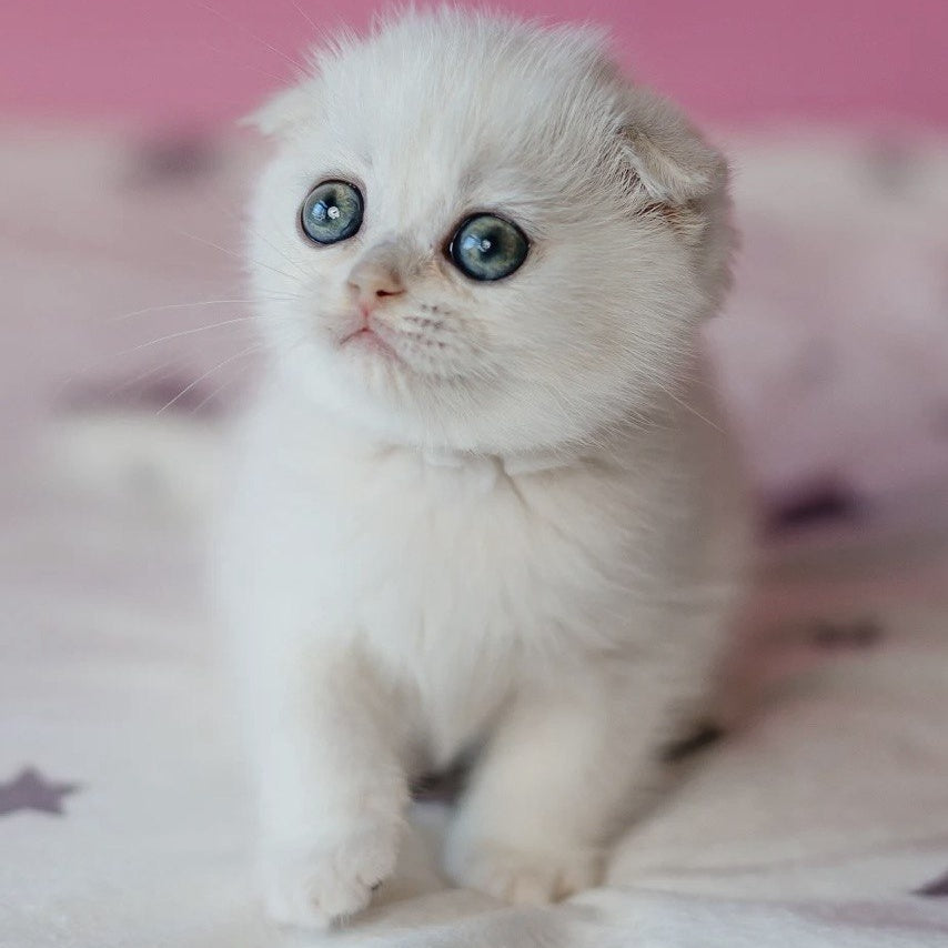 Infinite Scottish Fold female, black silver chinchilla