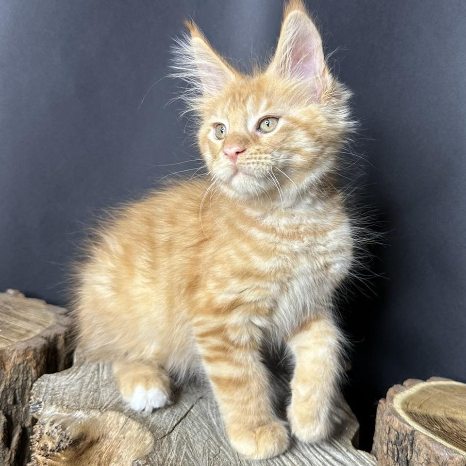 Pixel Maine Coon male, red tabby with white