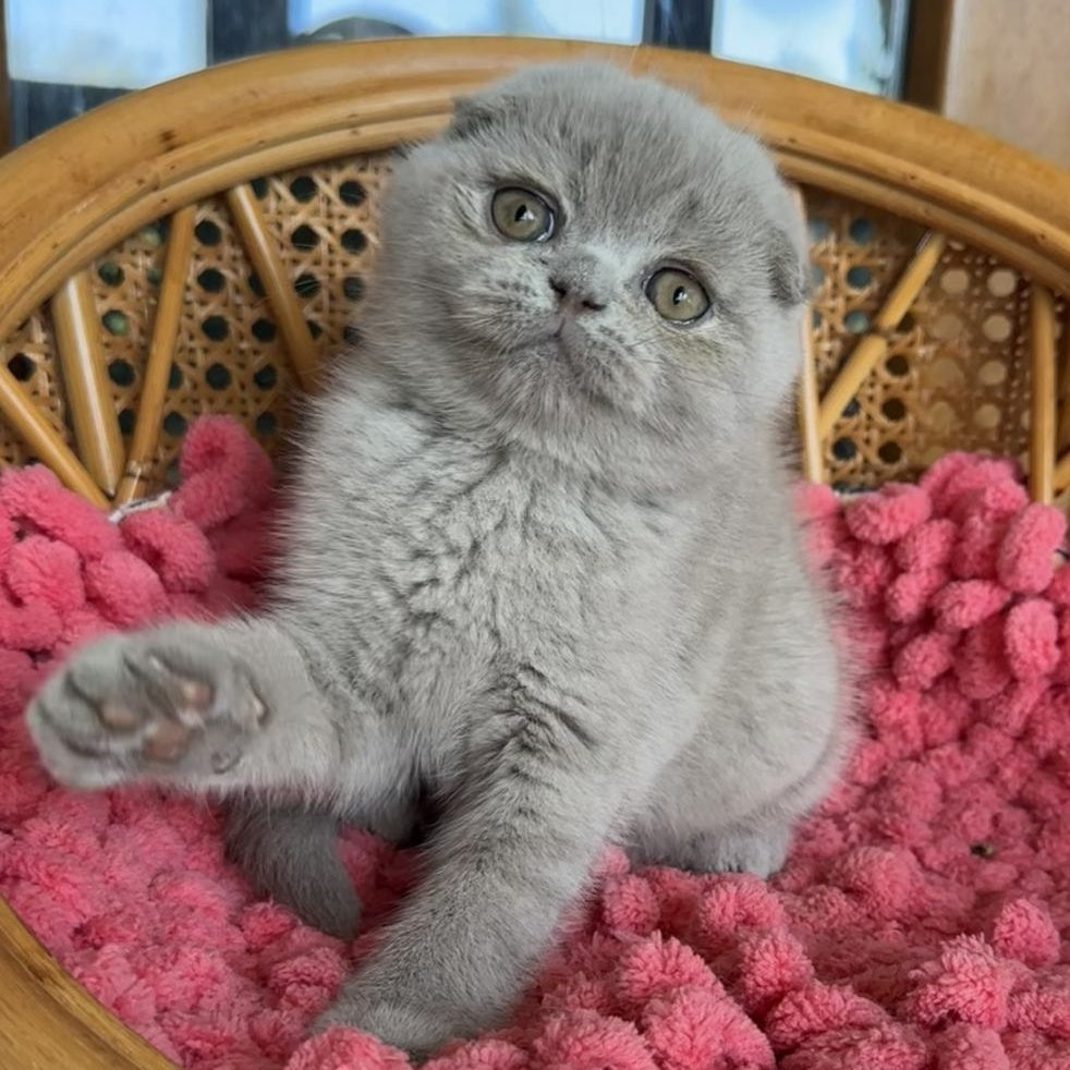 Nemo Scottish Fold male, lilac