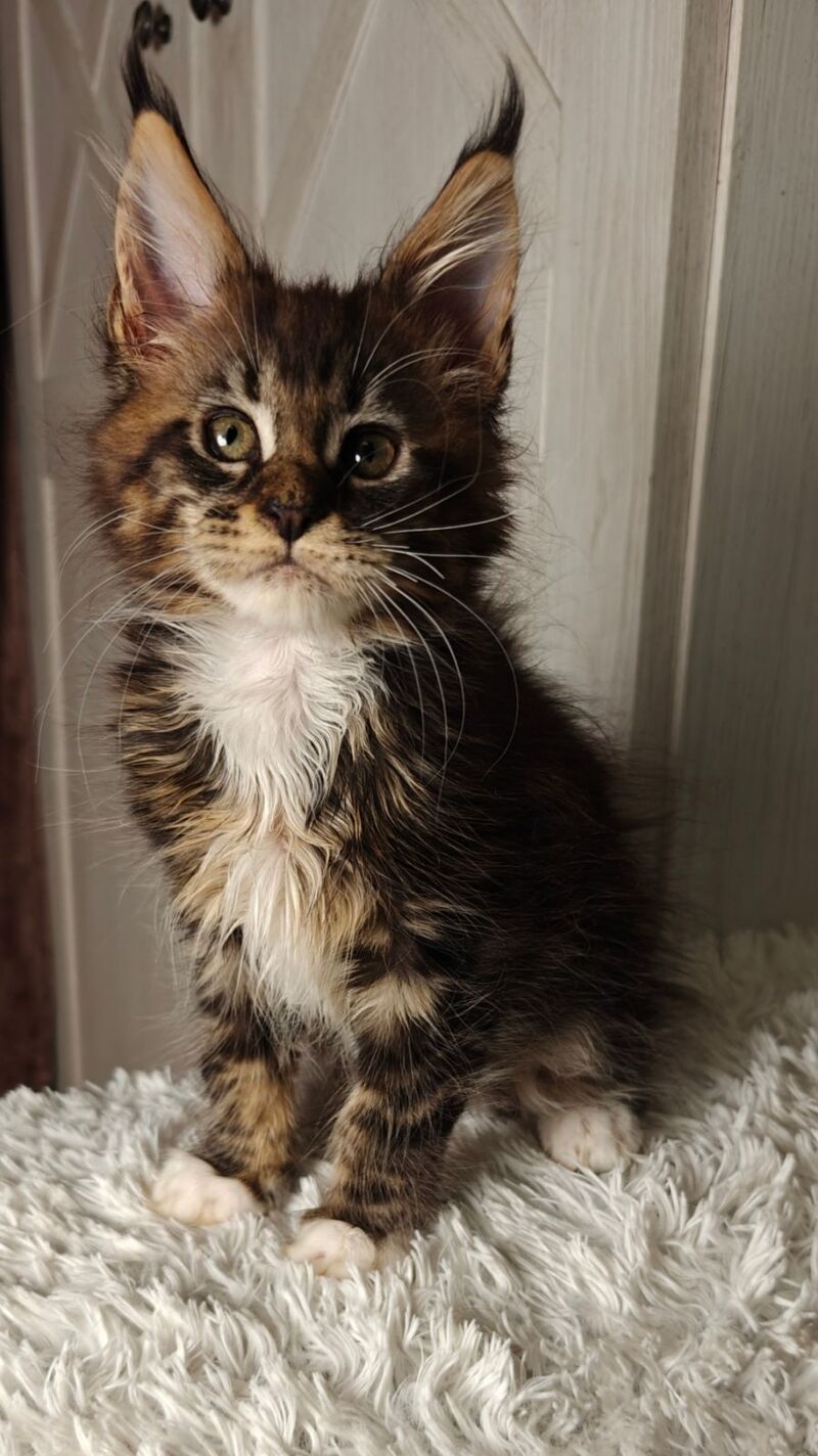 Quill Maine Coon female black tabby bicolour live animals