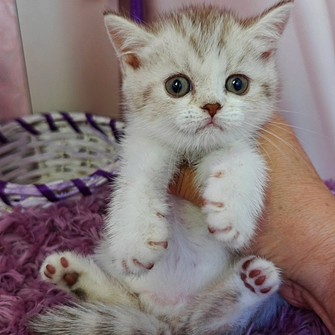Zeta Scottish Straight female, chocolate golden spotted tabby bicolour