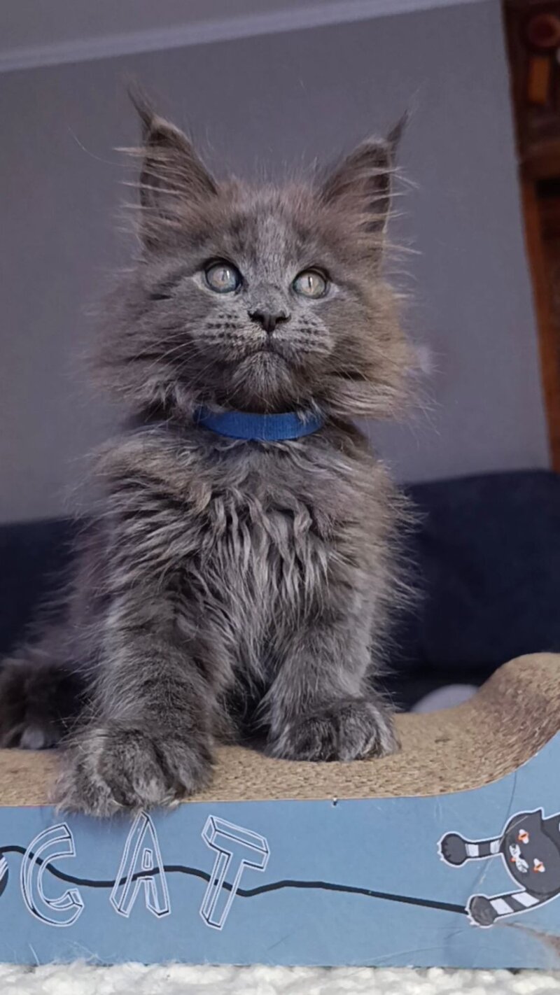 Phantom Maine Coon male blue - live animals