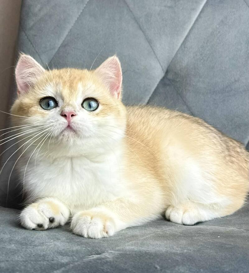 Ike British Shorthair male black golden chinchilla - live animals