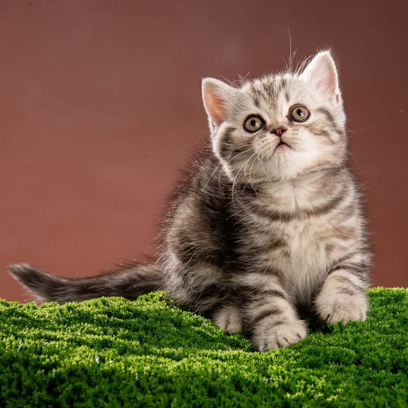 Nicole Scottish Straight female black silver tabby - live animals