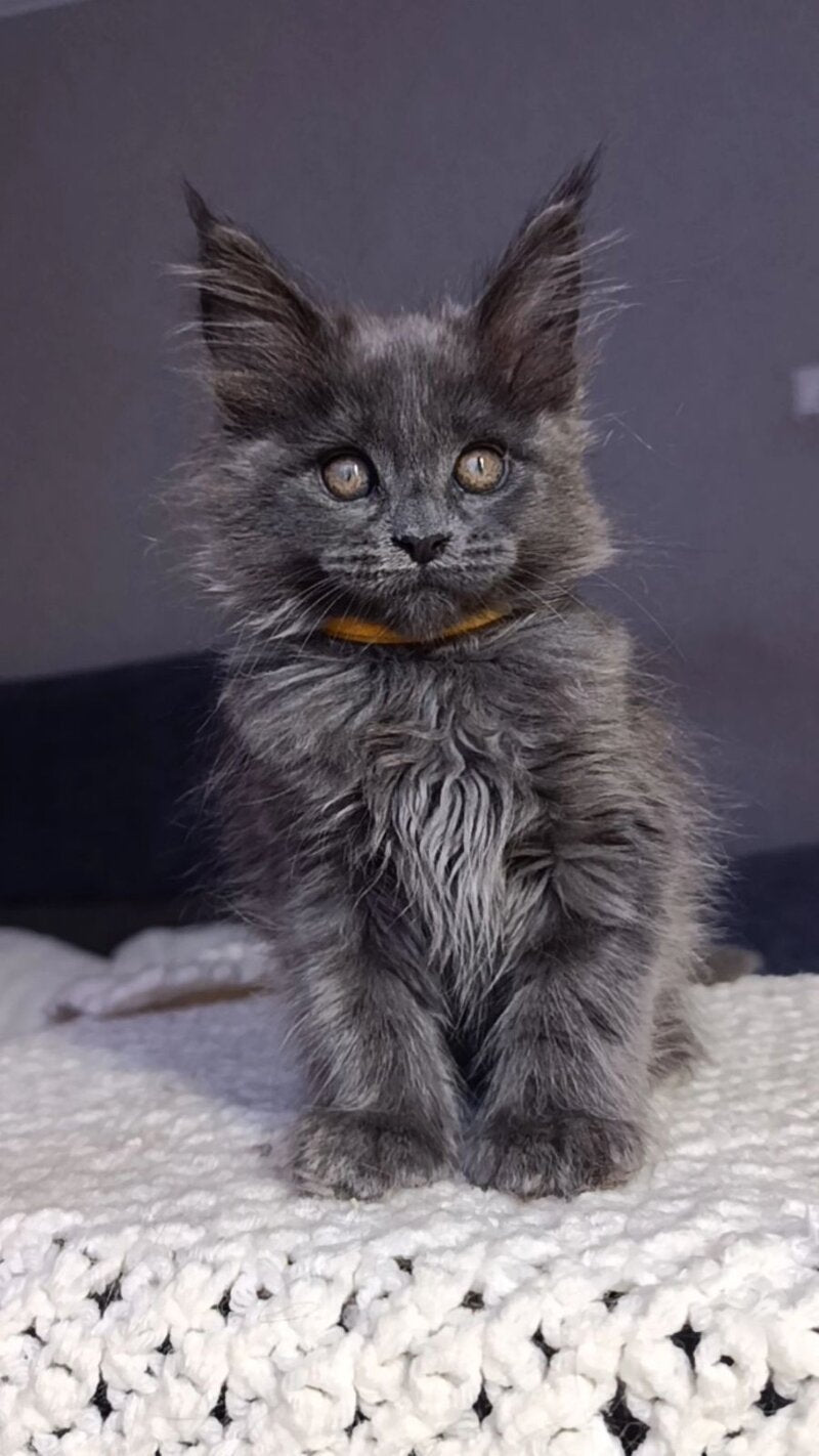 Prince Maine Coon male blue - live animals