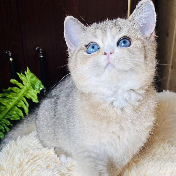 Pompon British Shorthair male, black golden ticked tabby with white