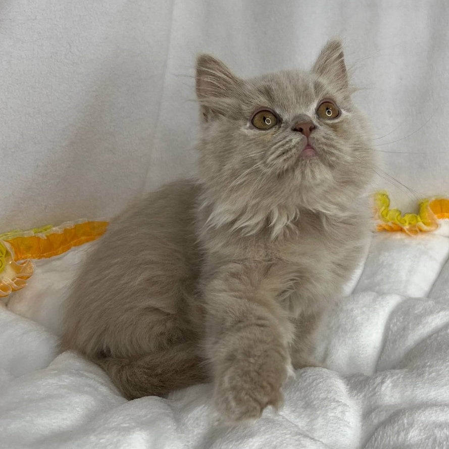 Walter British Longhair male, lilac