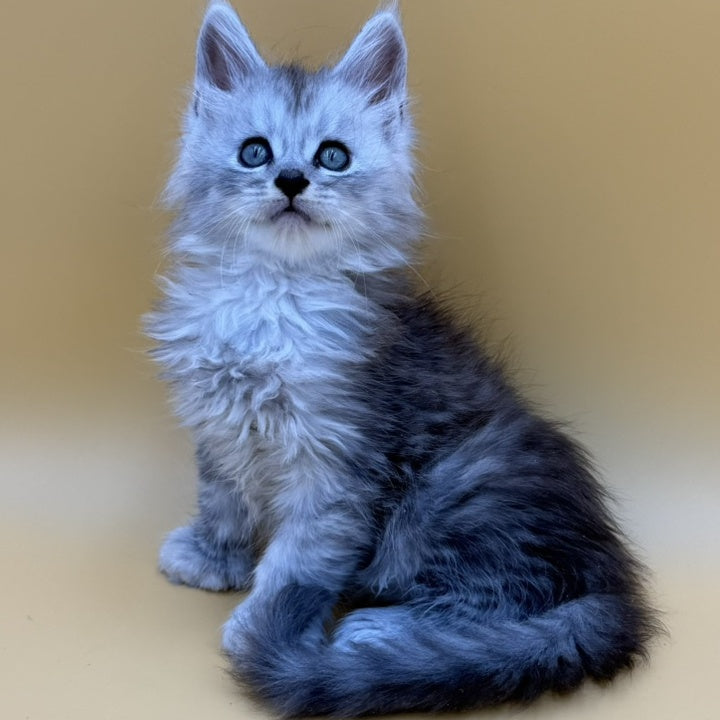 Heyjay Maine Coon male, black silver tabby
