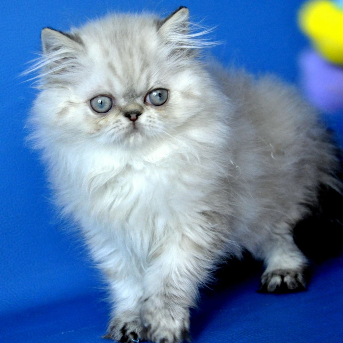 Paola Persian female, blue pointed