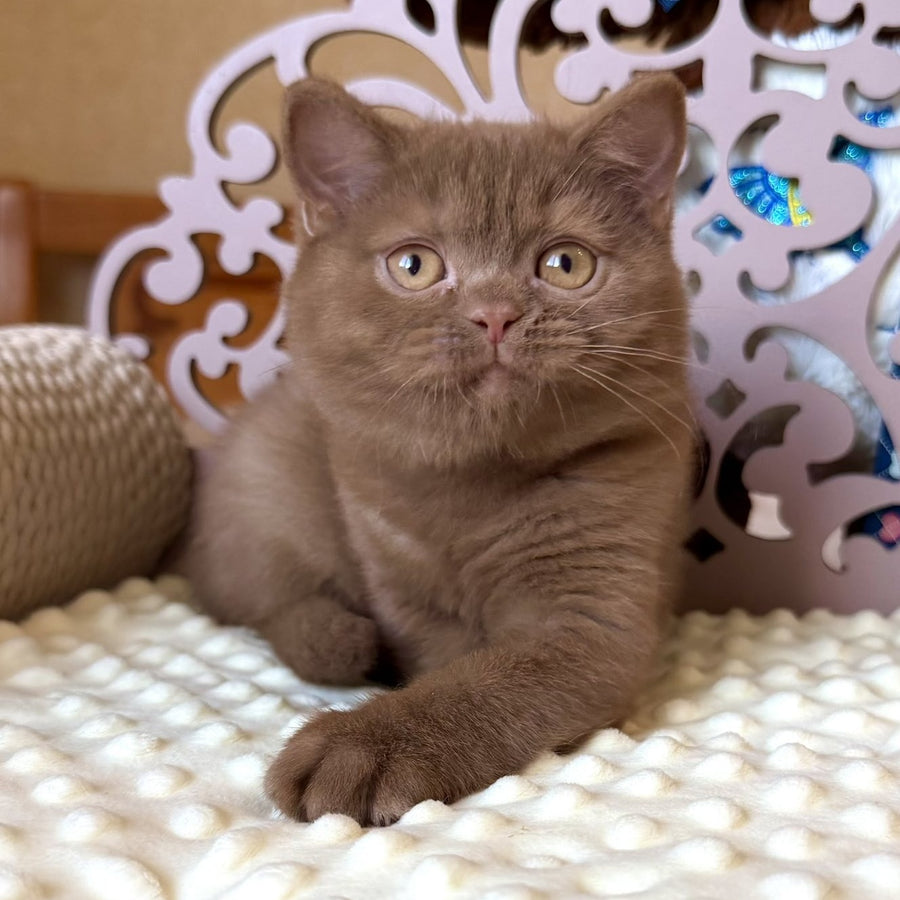 Taya British Shorthair female, cinnamon