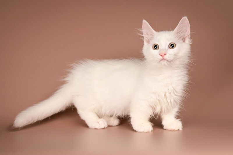 Anetta Munchkin female, white