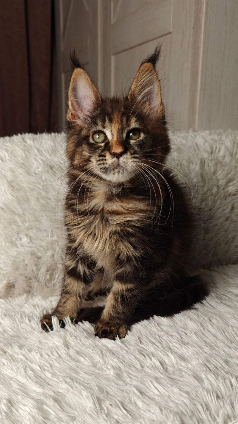 Quasar Maine Coon female black tortie tabby live animals