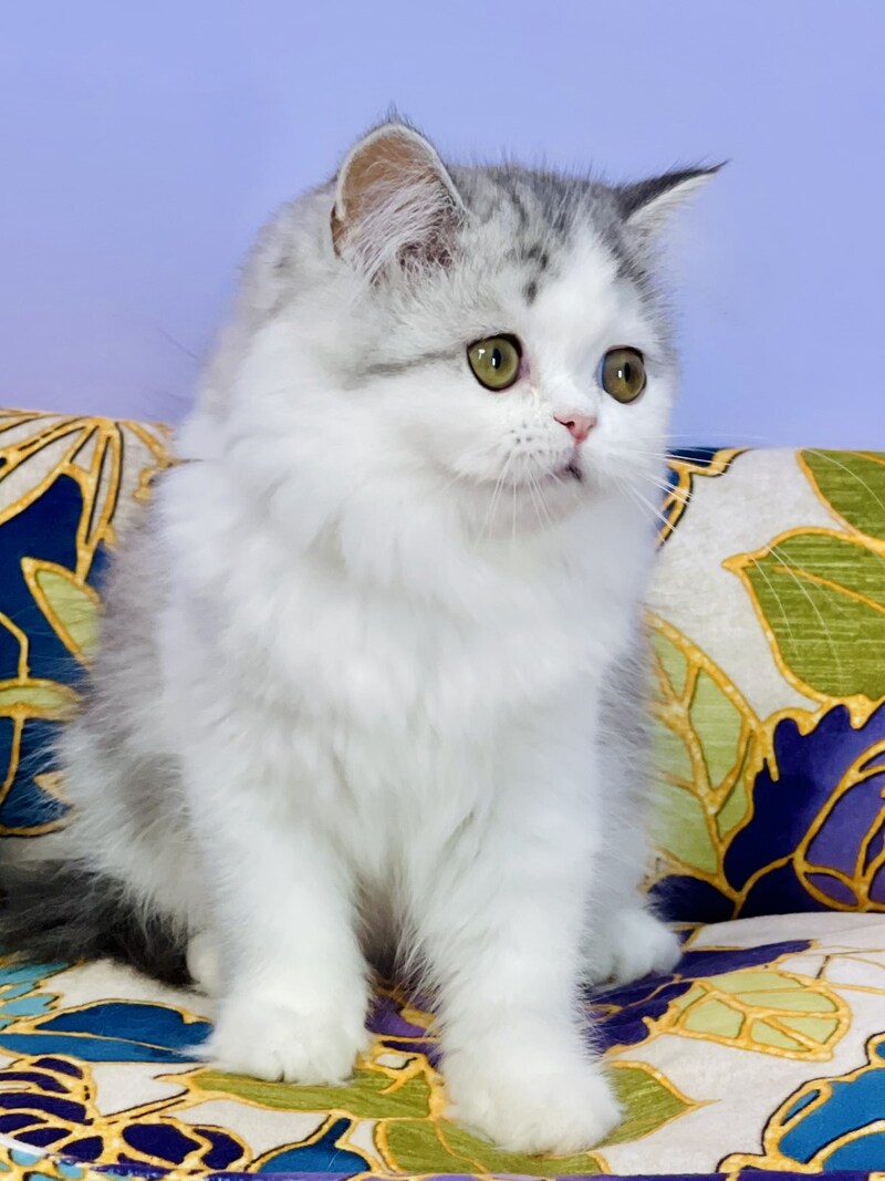 Monica Scottish Straight female, black silver tabby bicolour