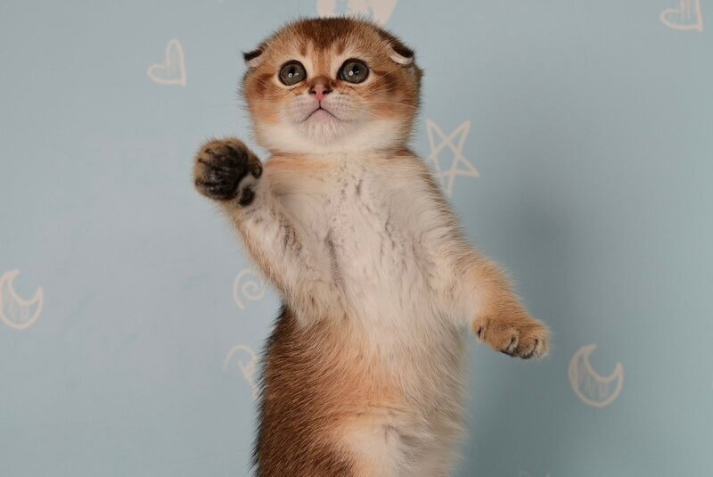 Calypso Scottish Fold female, black golden ticked tabby