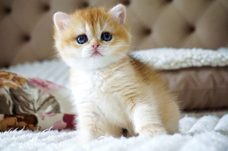 Iris British Shorthair female, black golden chinchilla