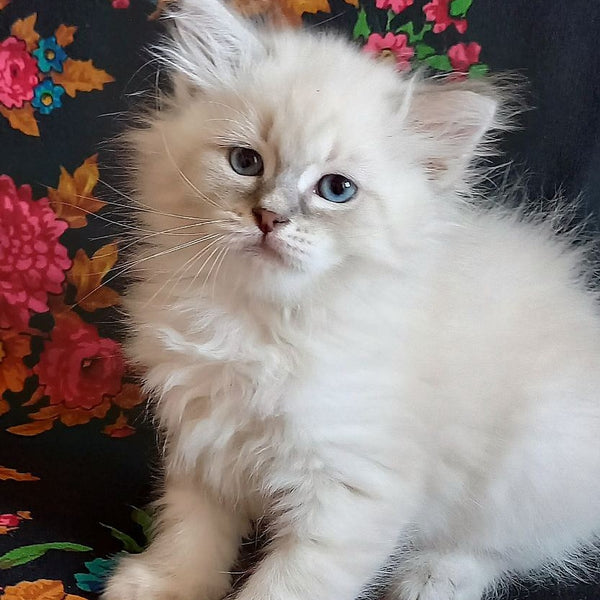 Medad Siberian male, blue tabby pointed