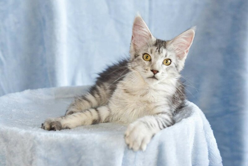 Ulina Maine Coon female, black silver tabby
