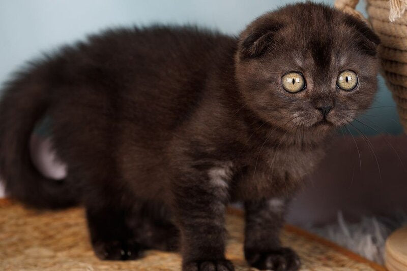 Ursula Scottish Fold female, black silver