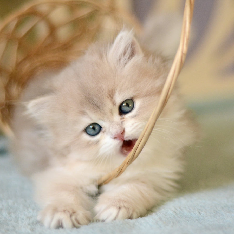 April British Longhair female, blue golden chinchilla