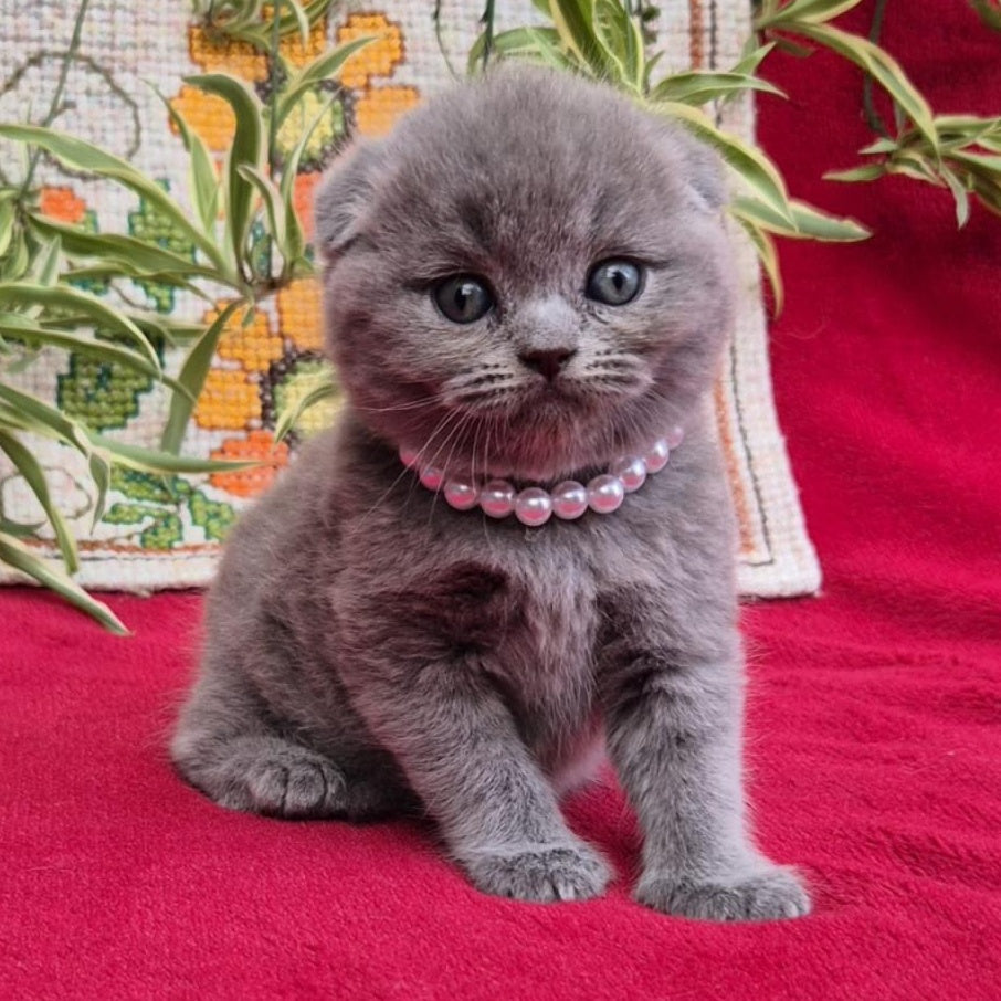 Lucas Scottish Fold male, blue