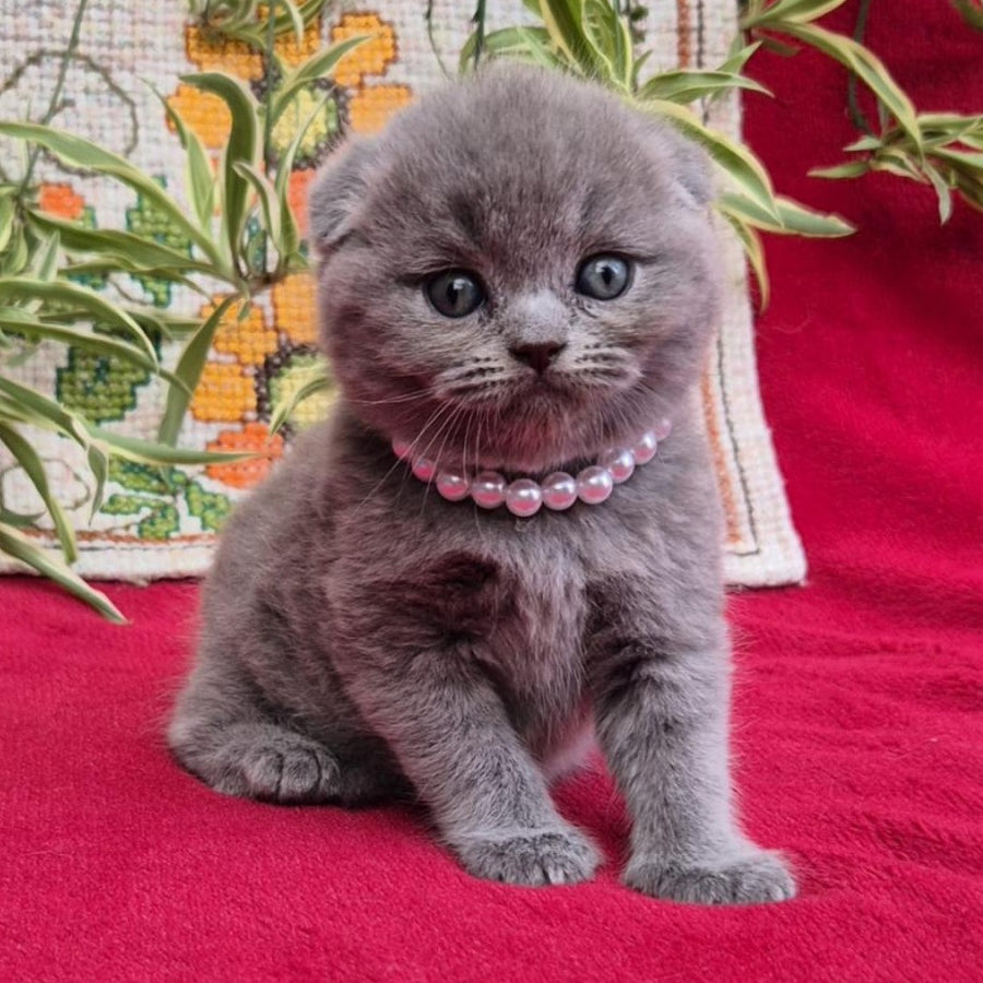 Lucas Scottish Fold male, blue