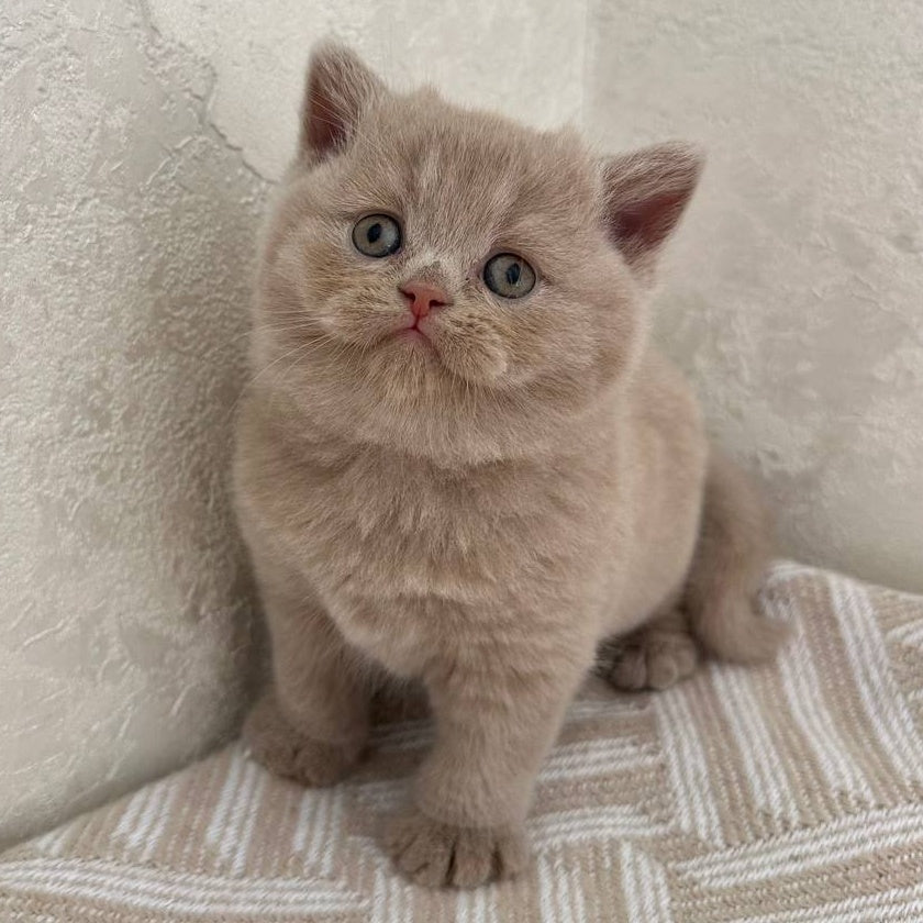 Adel British Shorthair female, fawn