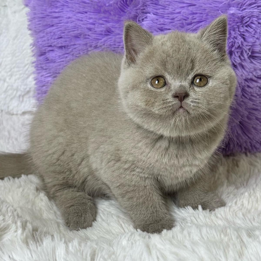 Apricot Scottish Straight female, lilac