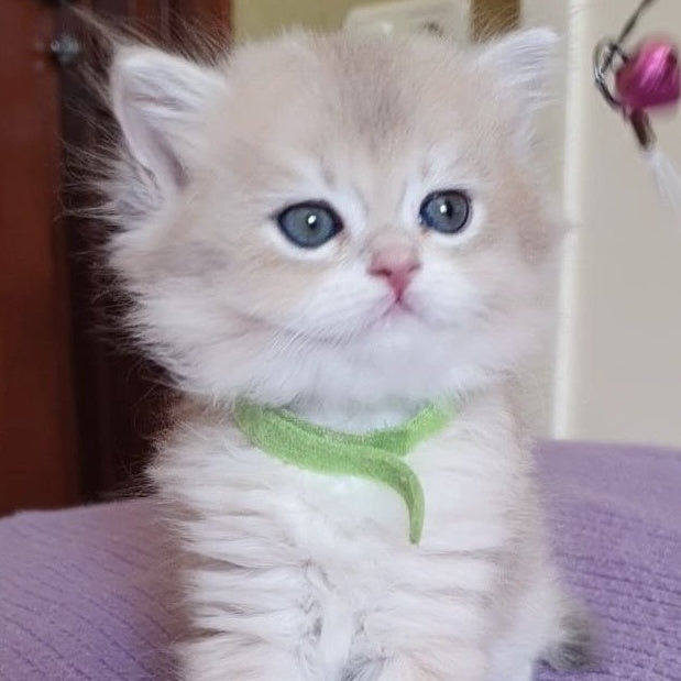 Yarik British Longhair male, blue golden chinchilla